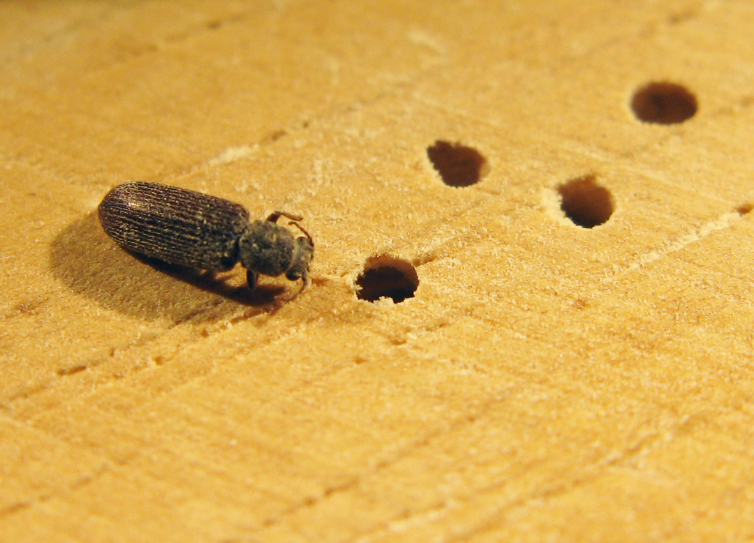 picturepowderpost_beetle_damage_ Penn Pest LLC